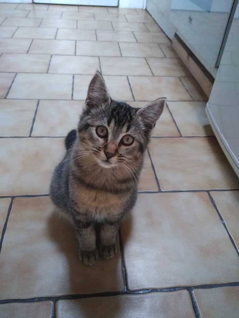 Chat trouvé