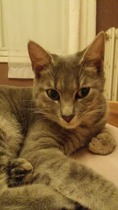 Chat perdu Européen