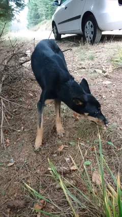 Chien trouvé U Cursinu