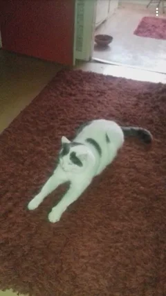 Chat perdu Croisé