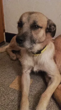 Chien perdu Chien d'arrêt portugais