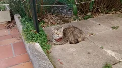 Chat trouvé Européen