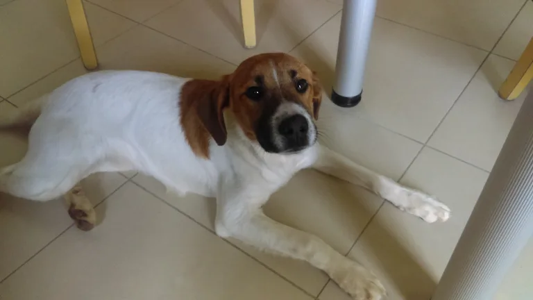 Chien trouvé