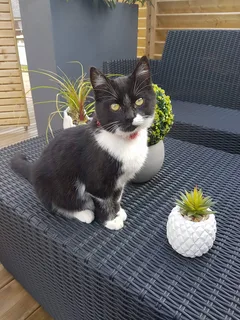 Chat perdu Européen