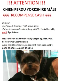 Chien perdu Yorkshire Terrier