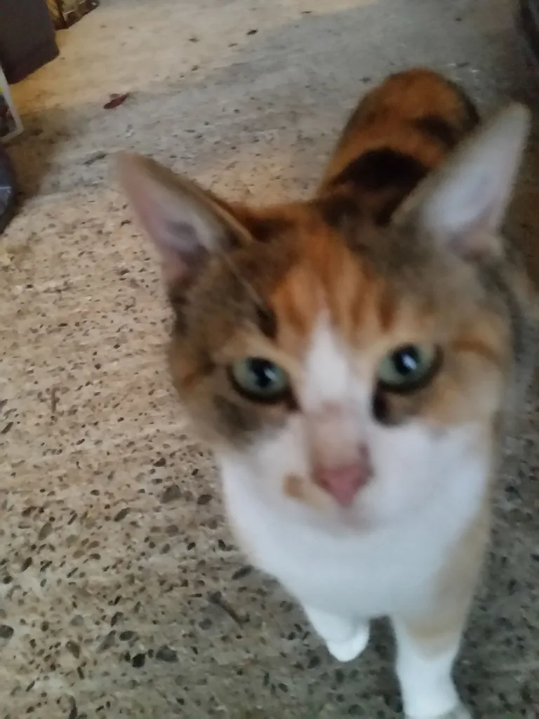 Chat trouvé