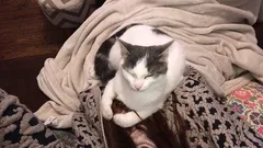 Chat perdu Européen