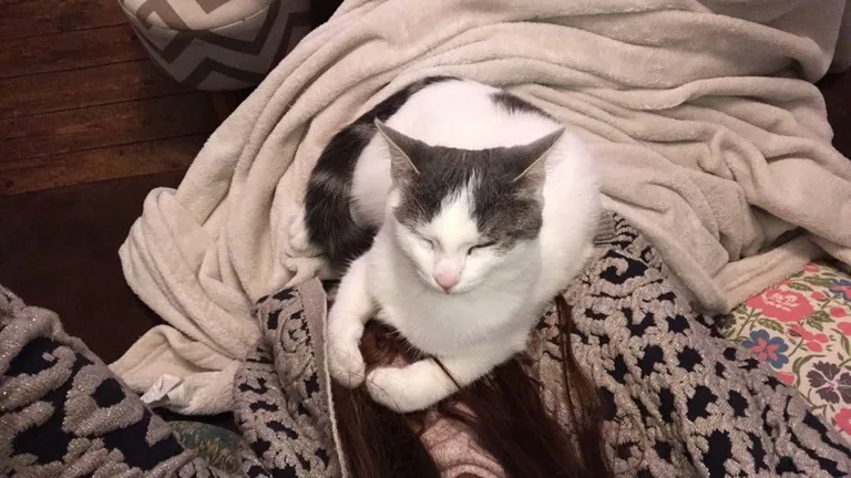 nougat