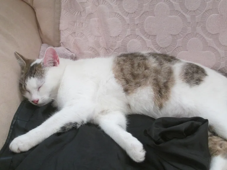 Chat trouvé