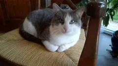 Chat trouvé Croisé