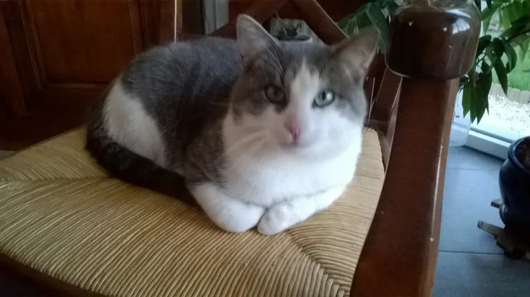 Chat trouvé