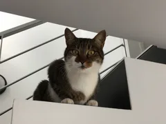 Chat trouvé Chat Tigre