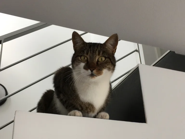Chat trouvé