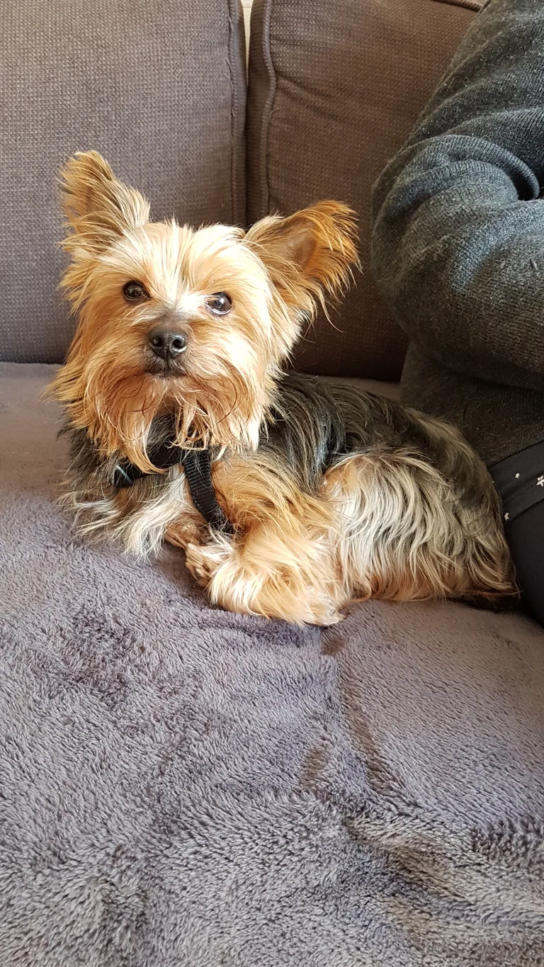 Chien trouvé