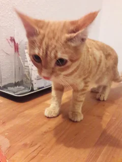Chat trouvé Sans race particulière
