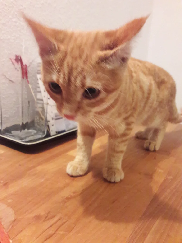 Chat trouvé