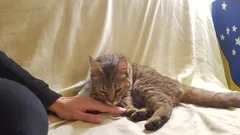 Chat trouvé Européen