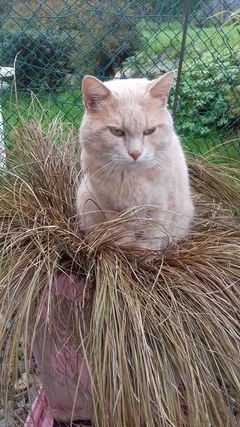 Chat trouvé Européen