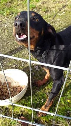 Chien trouvé Pinscher