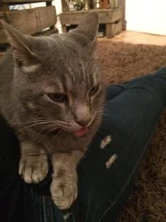 Chat trouvé Européen