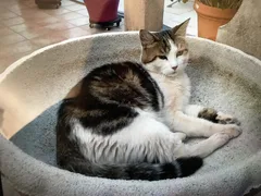 Chat perdu Européen