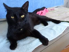 Chat perdu Bombay
