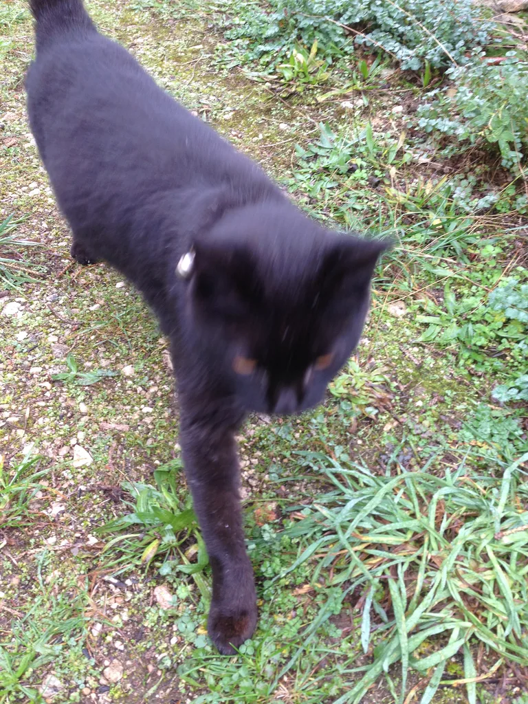 Chat trouvé