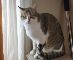 Chat perdu Européen