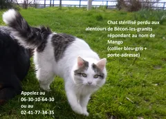 Chat perdu Maine Coon
