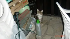 Chat trouvé Européen