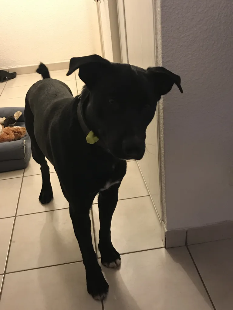Chien trouvé