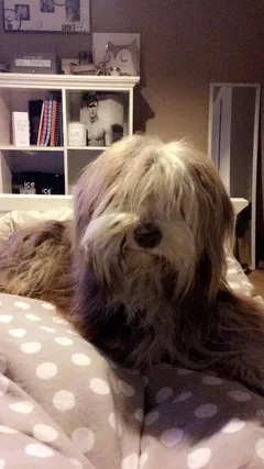 Chien perdu Bearded Collie