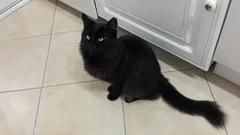 Chat trouvé Européen