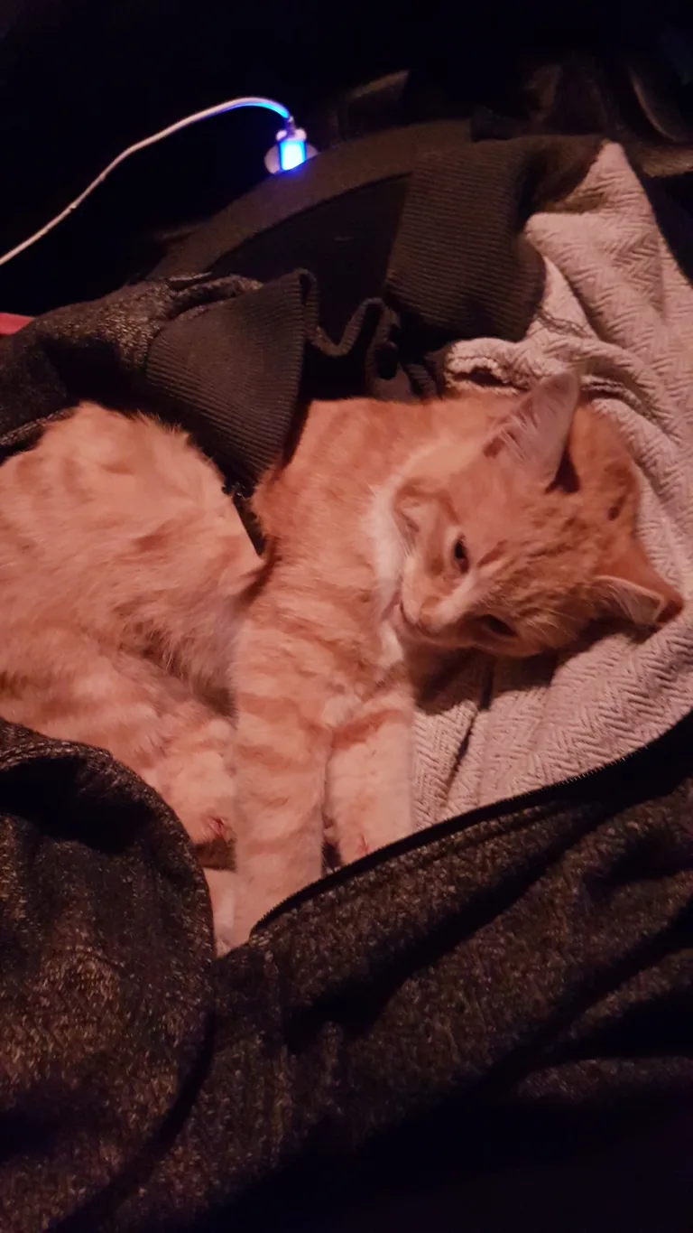 Chat trouvé