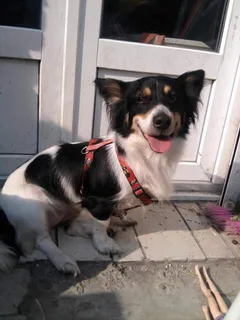 Chien perdu Berger Australien
