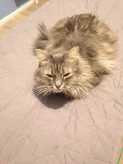 Chat perdu Européen