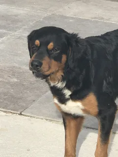 Chien trouvé Bouvier Bernois