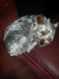 Chien perdu Yorkshire Terrier