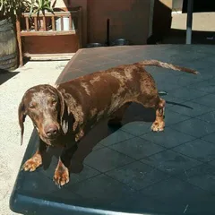 Chien perdu Teckel