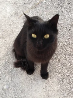 Chat trouvé Croisé