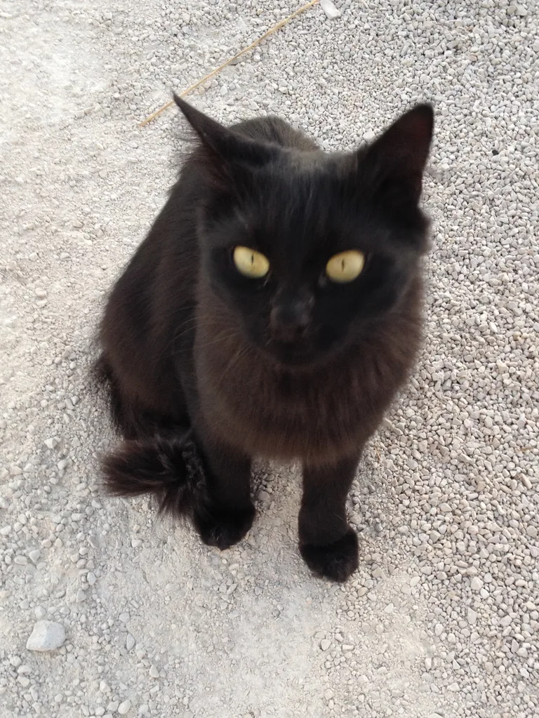 Chat trouvé