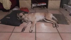 Chien perdu Podenco