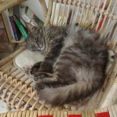 Chat perdu Sans race particulière