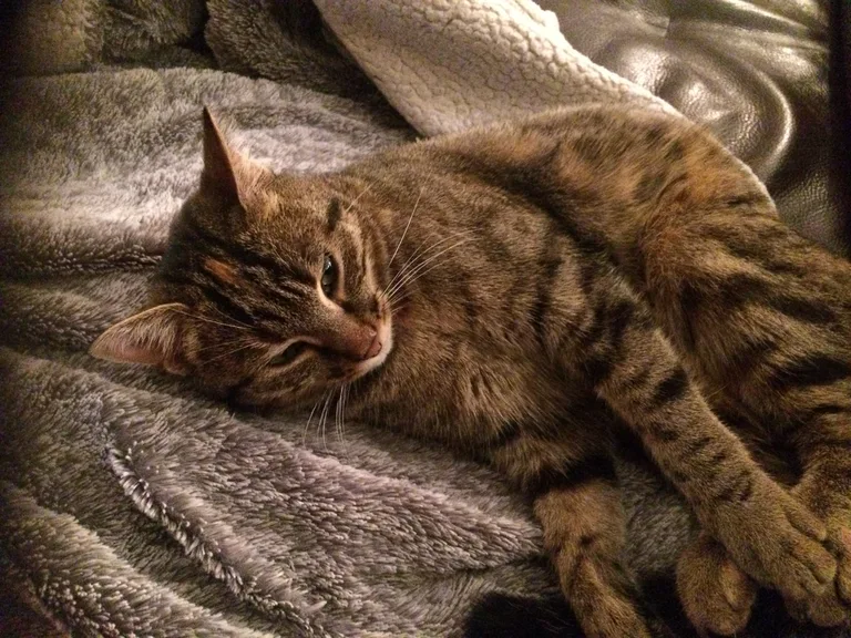 Chat trouvé