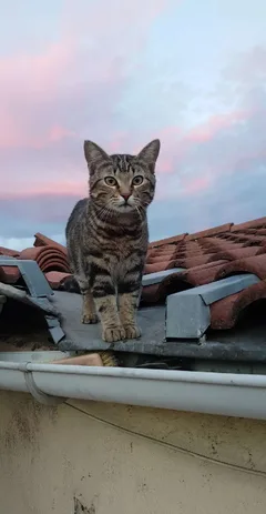 Chat perdu Chat Tigre