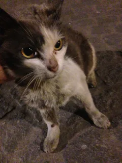 Chat trouvé Sans race particulière