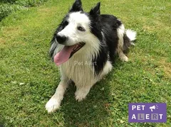Chien perdu Border Collie