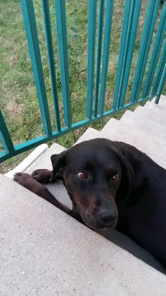 Chien perdu Braque Hongrois à poil court