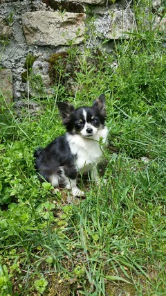 Chien perdu Chihuahua