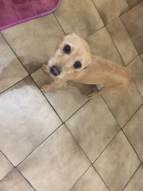 Chien trouvé